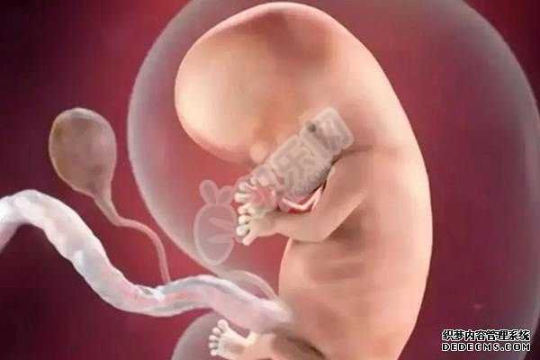 失独老人找助孕,胎儿在腹中常做的8件事情是什么 宝妈竟一点也不知情
